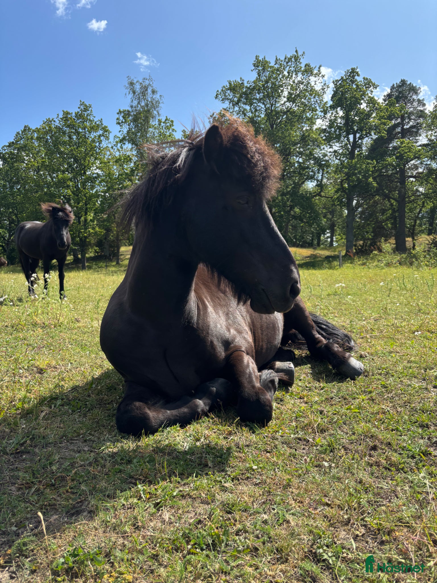  hästar Fin kille söker nytt hem - Annons 1