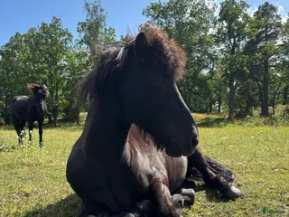 hästar Fin kille söker nytt hem - Annons 1