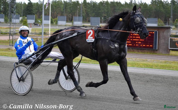  hästar i Landvetter - Annons 1