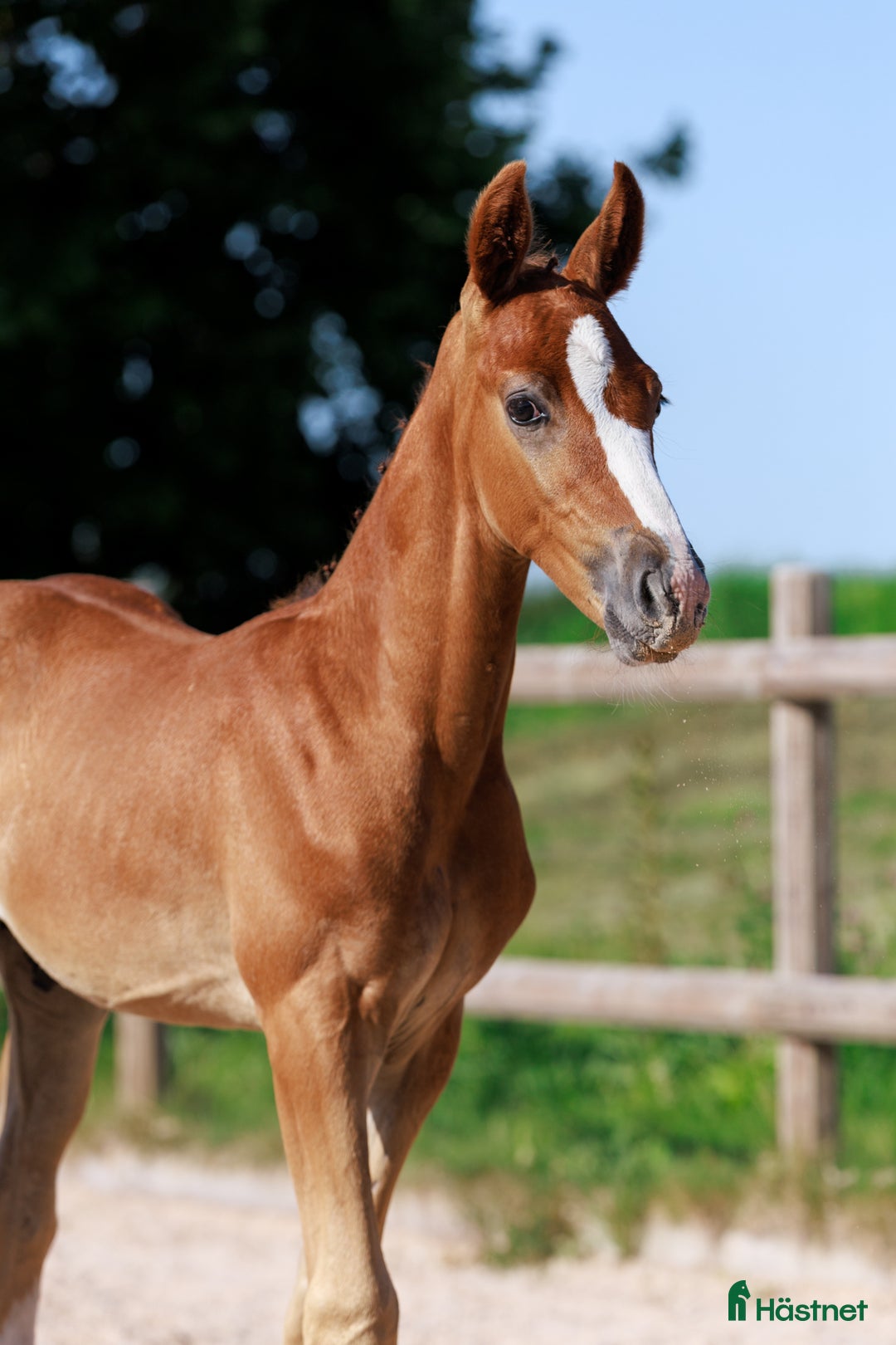 Hoppning hästar till salu: Hingstföl med meriterat möderne i Säter - Annons 2
