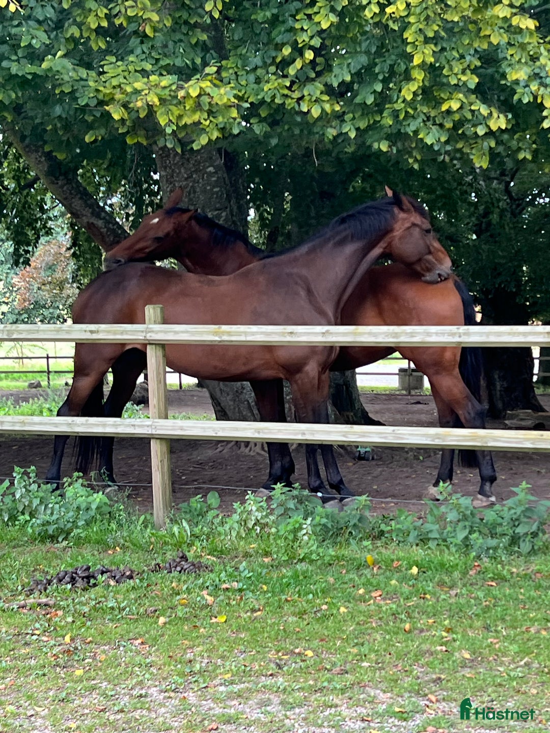 Allround hästar till salu: Lyxig Hobbyhäst i Tomelilla - Annons 2