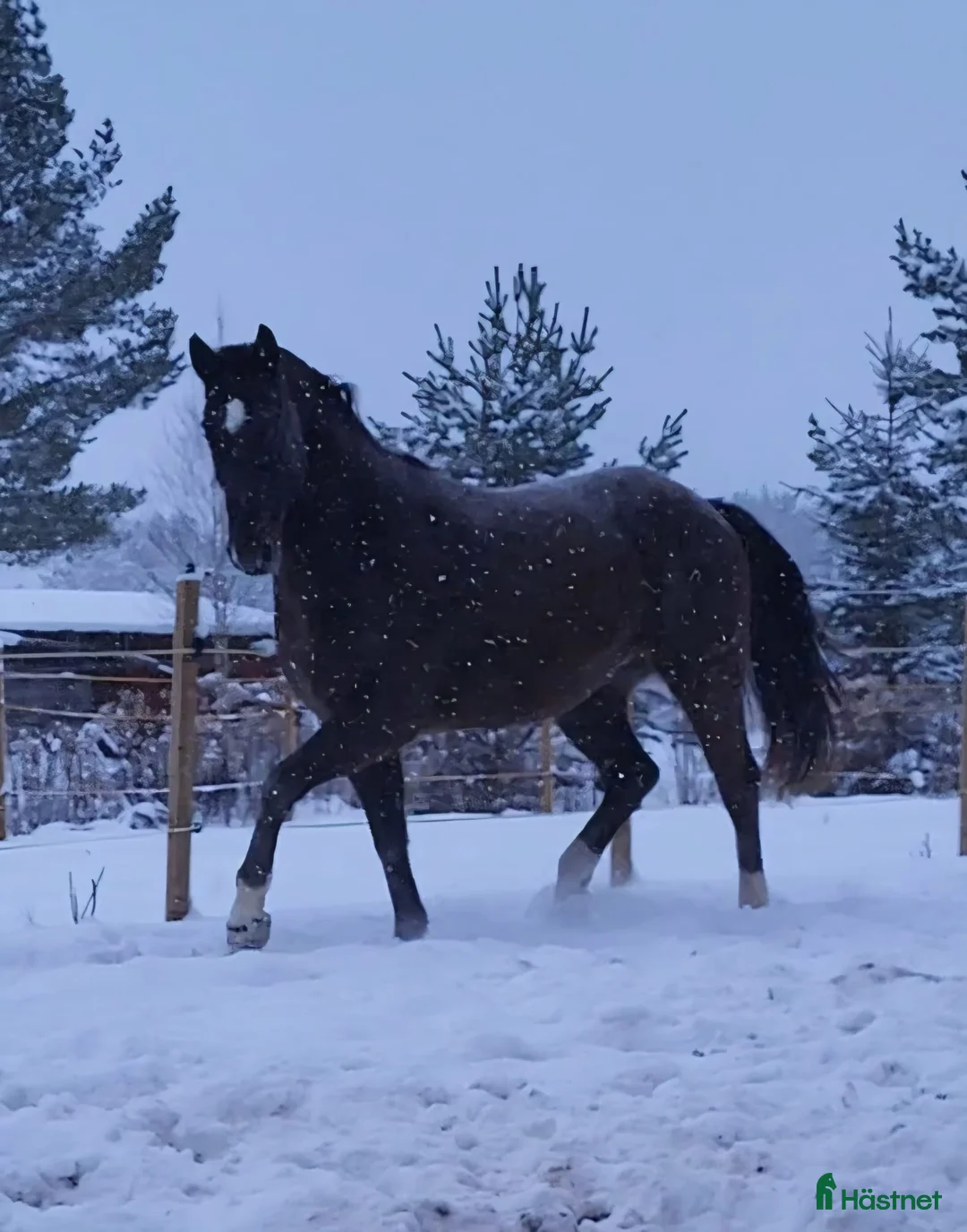 Allround hästar till salu: Max söker ett nytt hem - Annons 17
