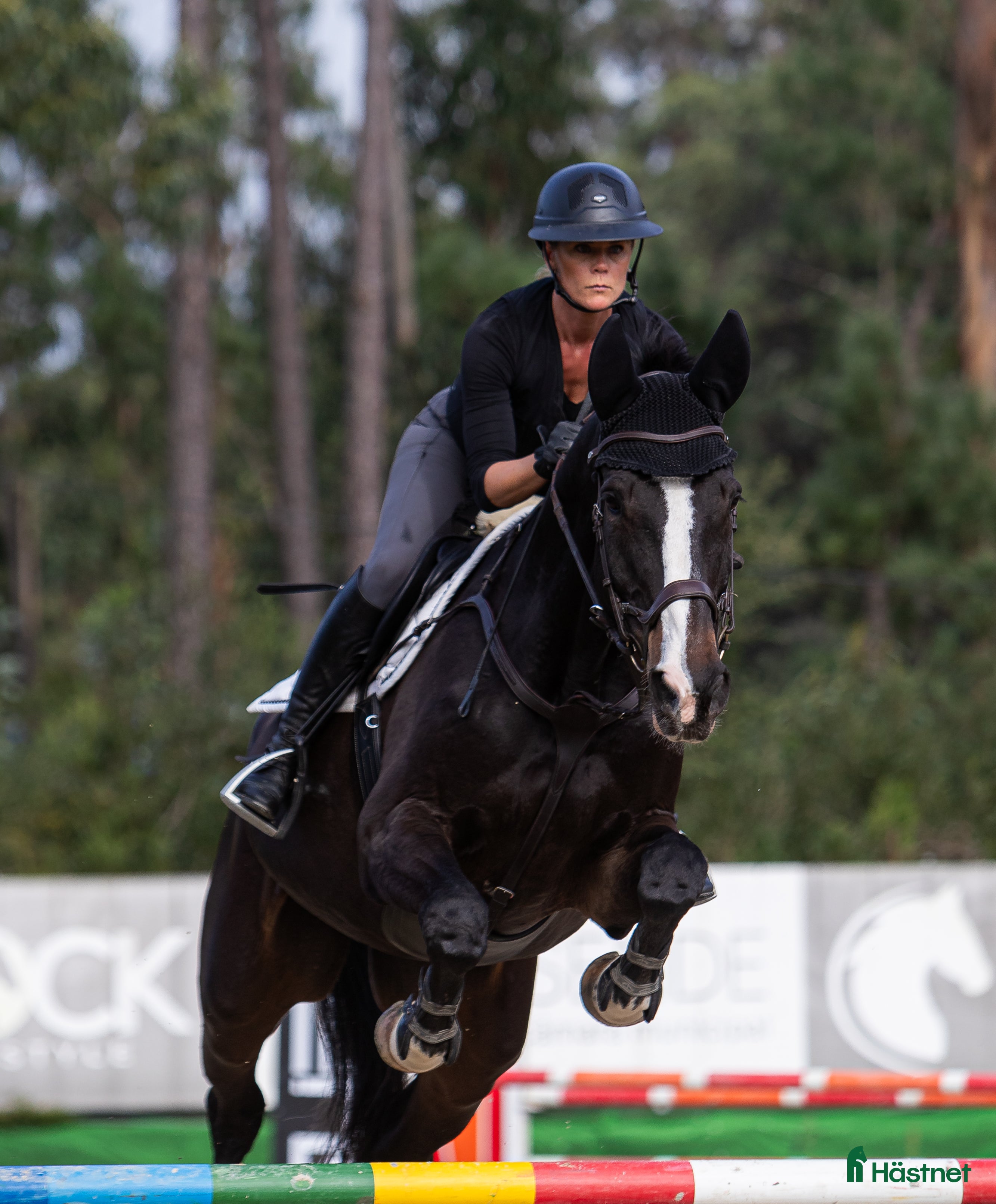  hästar Ståtlig powerhouse valack till salu - Annons 2