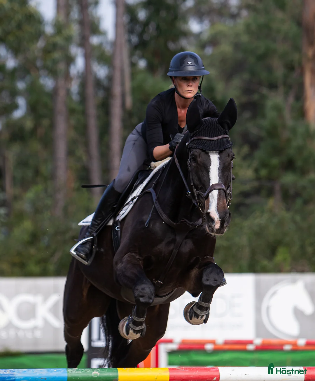 Hoppning hästar till salu: Ståtlig powerhouse valack till salu - Annons 1