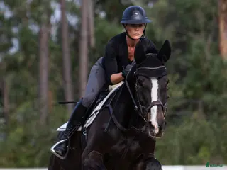 hästar Ståtlig powerhouse valack till salu - Annons 2