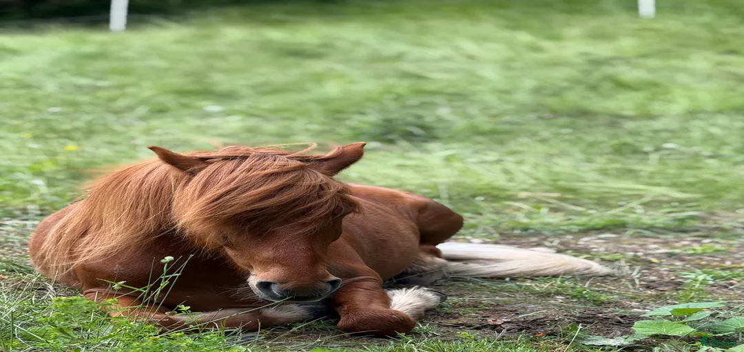 Galleribild {{count}}