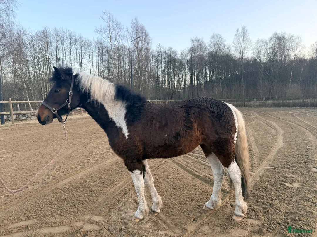 Allround hästar till salu: Charmigt sto  - Annons 2