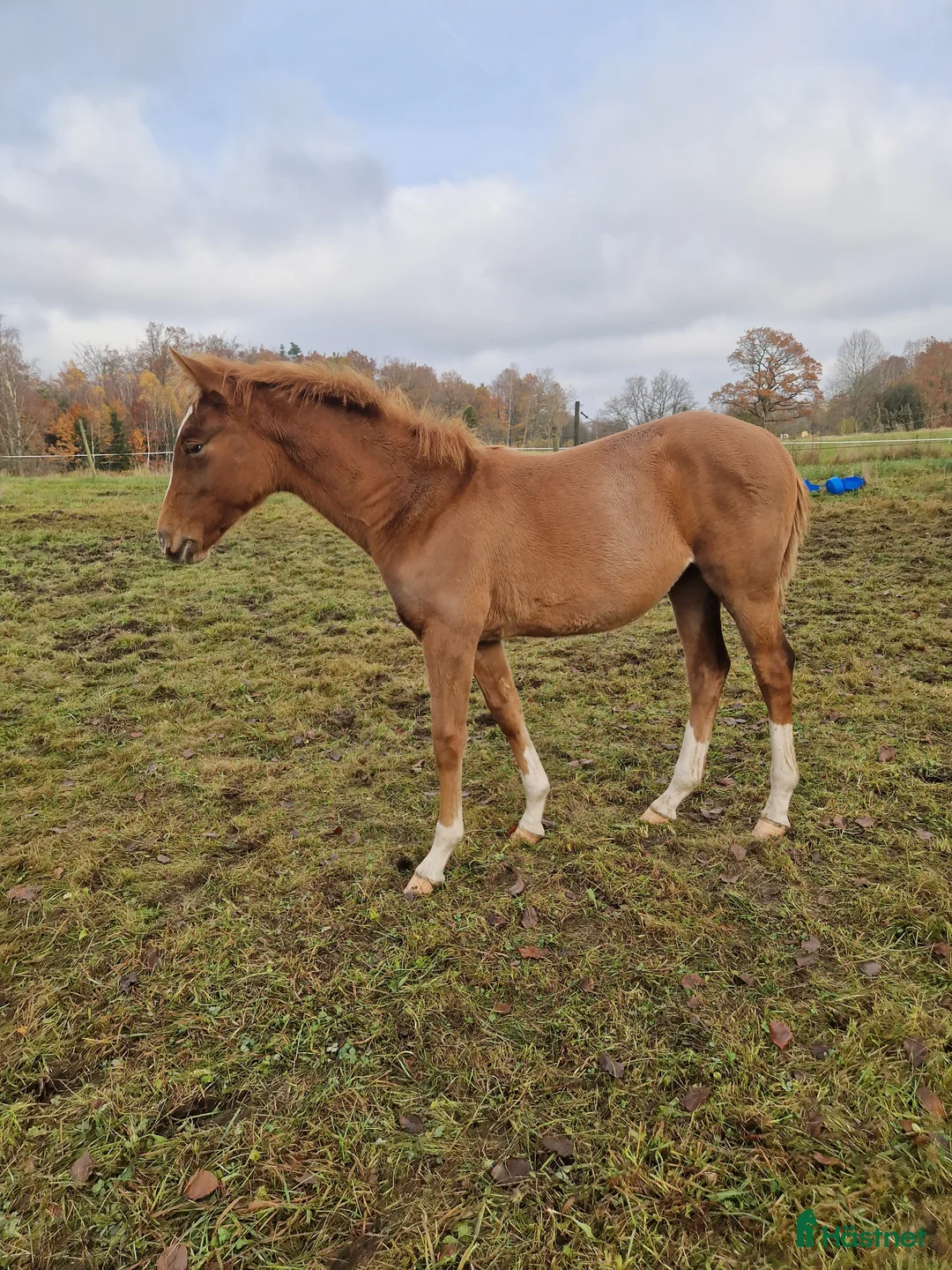 Hoppning hästar till salu: Framtidsämne  i Hässleholm - Annons 3