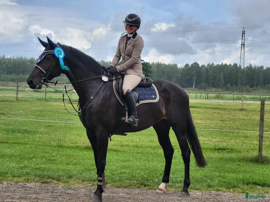 Hoppning hästar till salu: Fint SWB sto med mycket hopp i sig - Annons 1