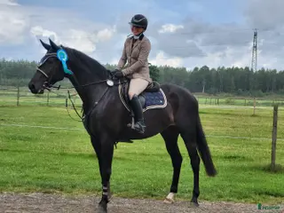 Hoppning hästar till salu: Fint SWB sto med mycket hopp i sig - Annons 2