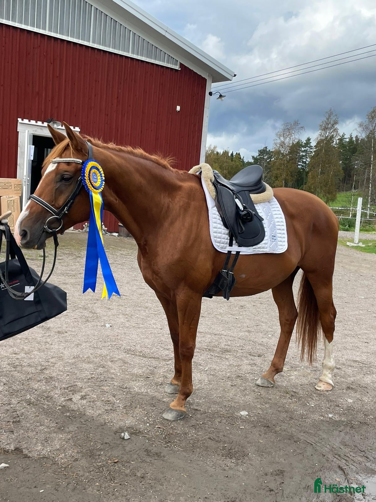  hästar Mysigt sto säljes - Annons 1