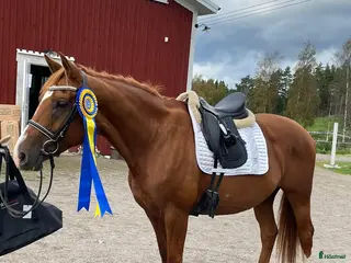 hästar Mysigt sto säljes - Annons 1