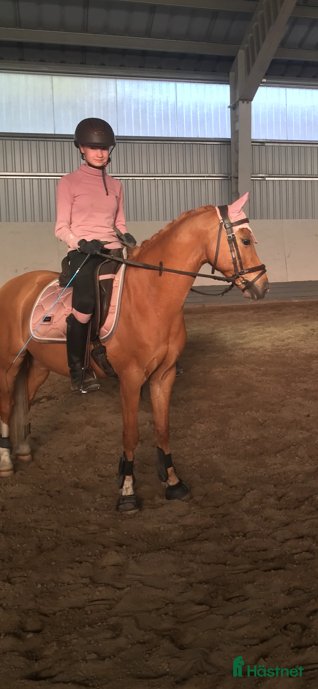 Dressyr hästar till salu: Sveriges absolut vackraste ponnyprins! i Grums - Annons 4