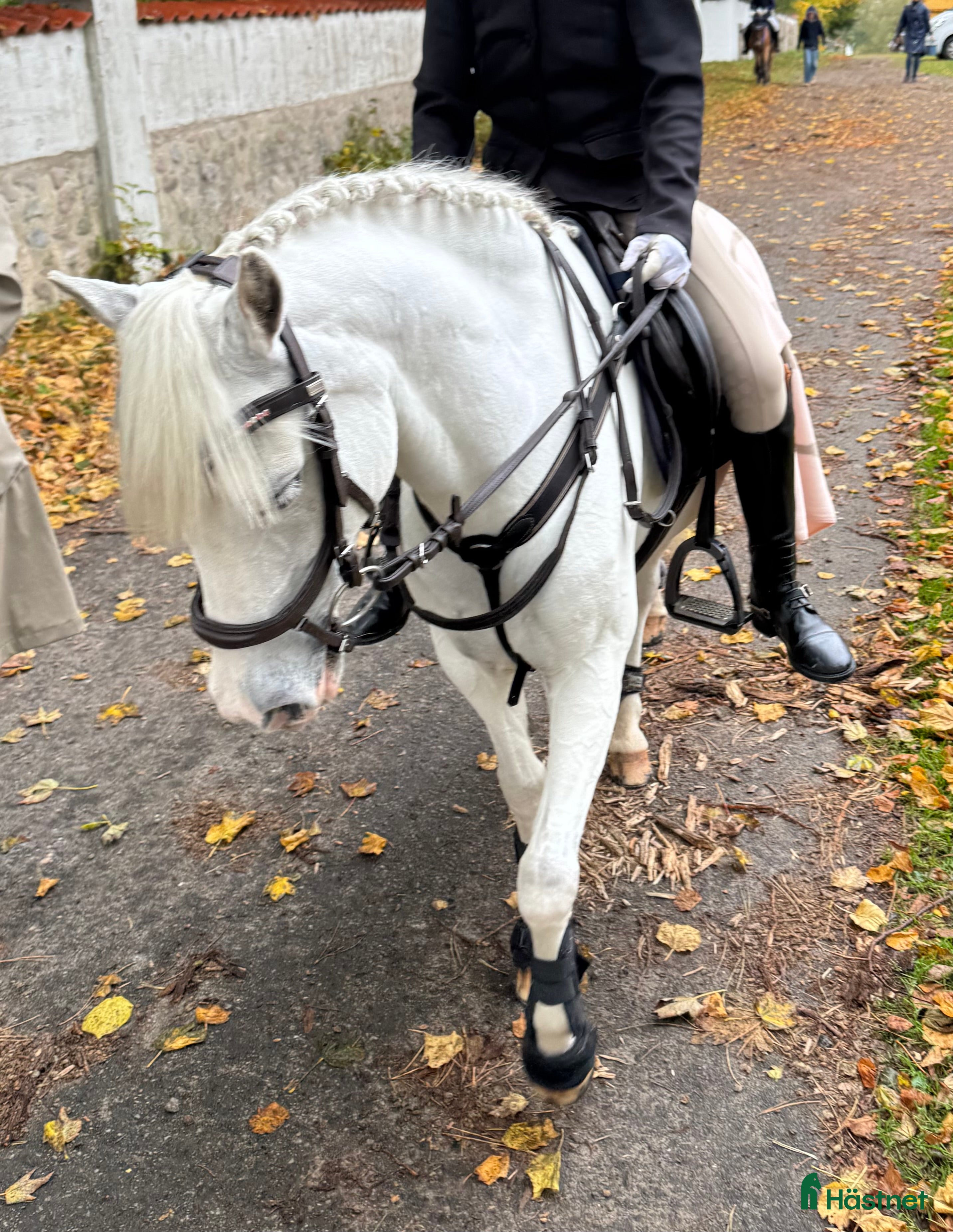  hästar Fin welsh söker ny liten ryttare  - Annons 4