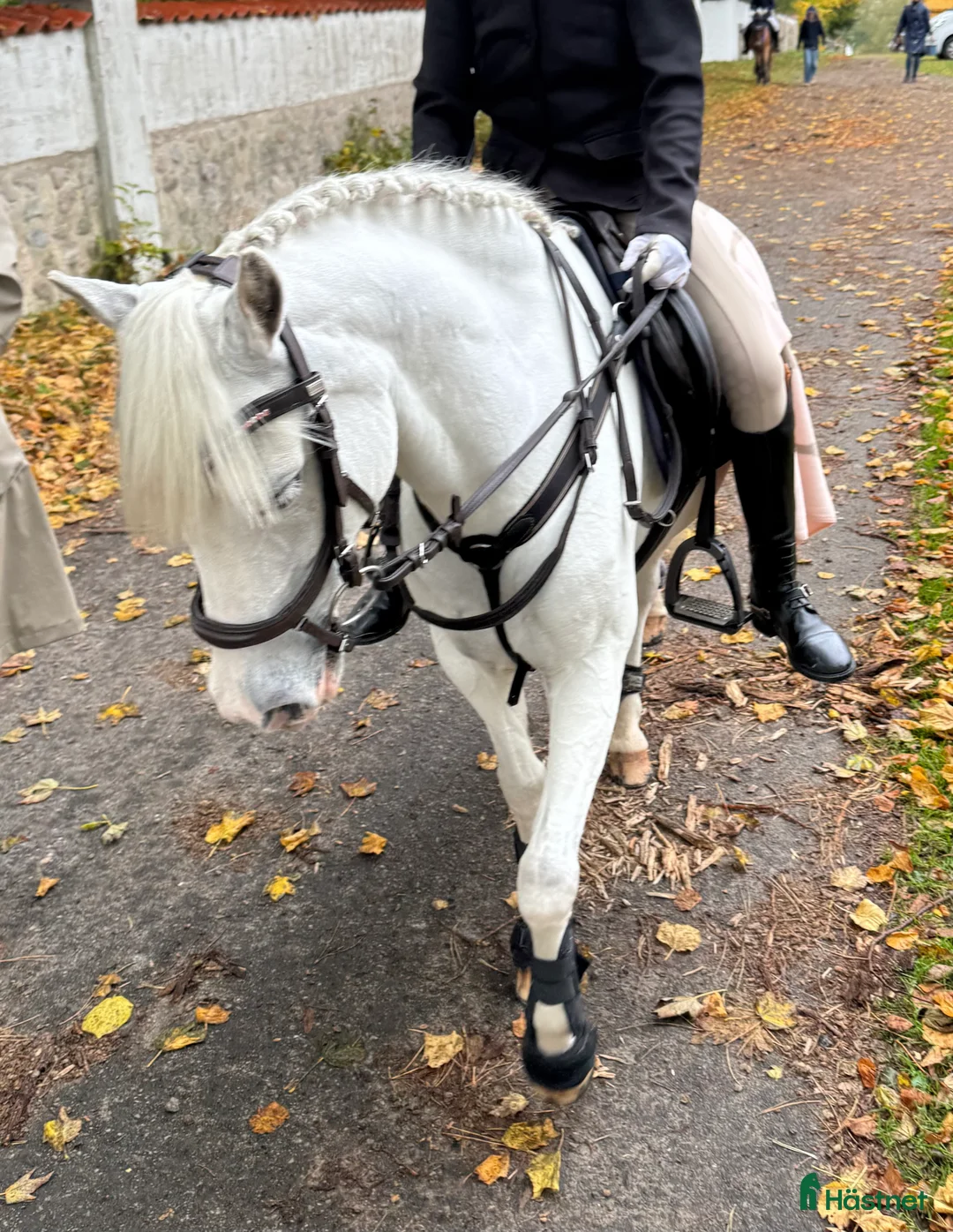 Allround hästar till salu: Fin welsh söker ny liten ryttare  - Annons 1