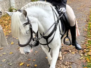 hästar Fin welsh söker ny liten ryttare - Annons 4