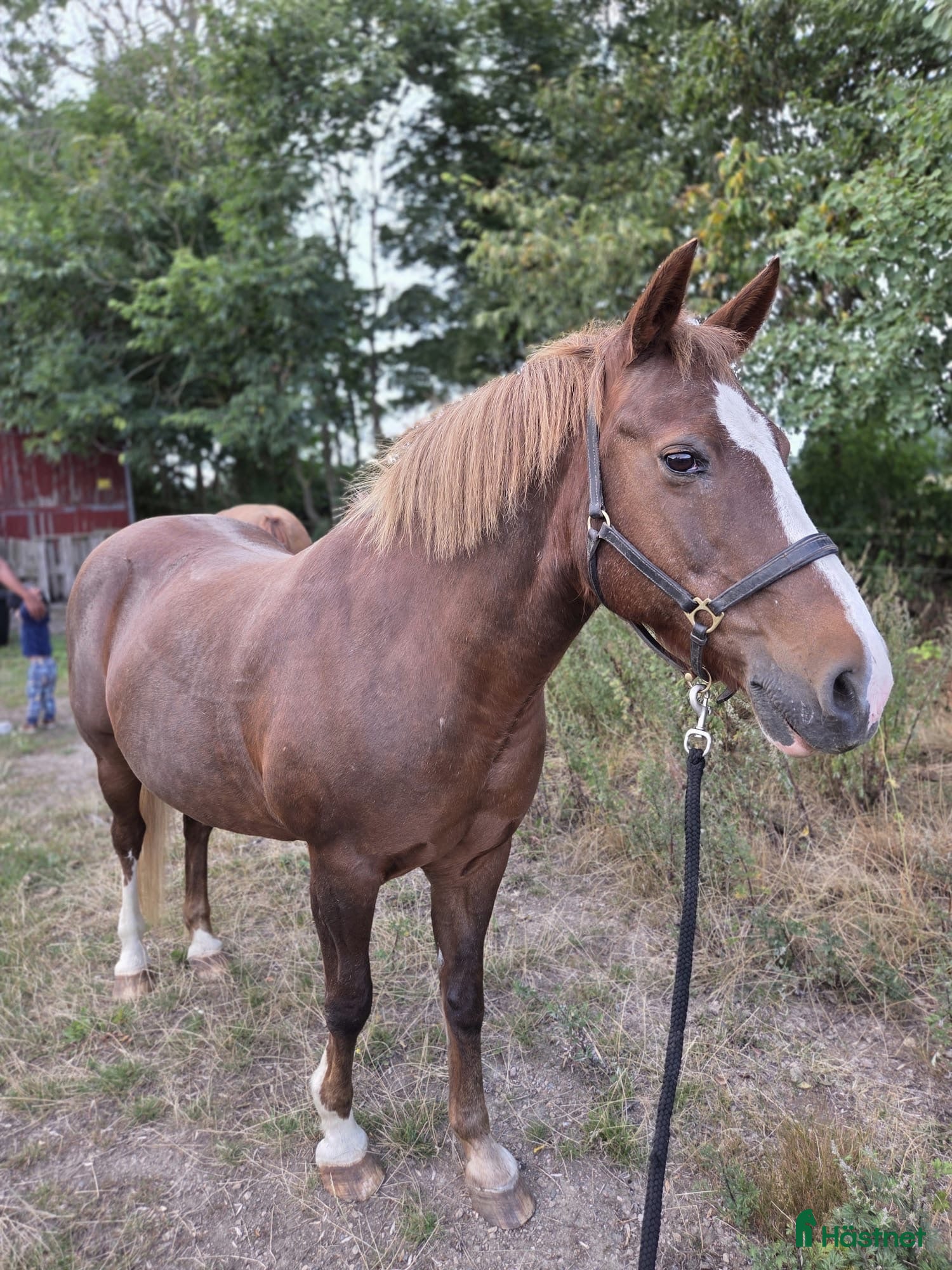  hästar Älskad ponny  - Annons 13