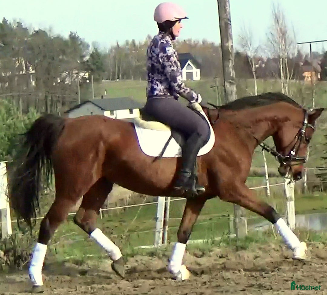 Allround hästar till salu: Top mover for some ambitious rider   i Örsundsbro - Annons 10