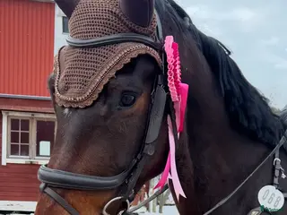 hästar Snygg och talangfull valack med kapacitet - Annons 17