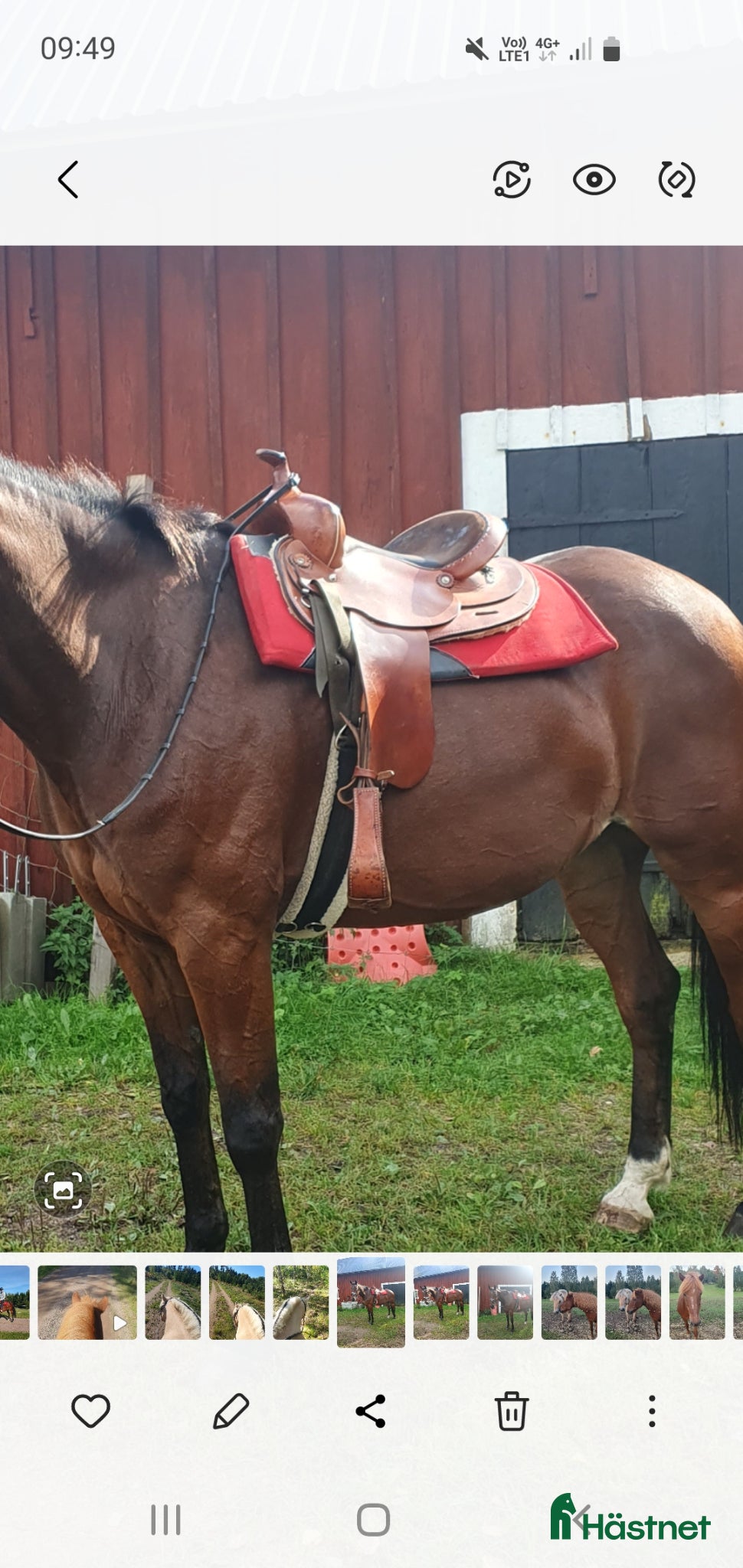 Sadlar hästutrustning Westernsadel - Annons 3