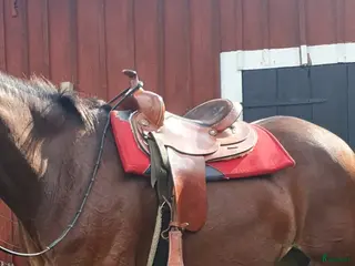 Sadlar hästutrustning Westernsadel - Annons 3