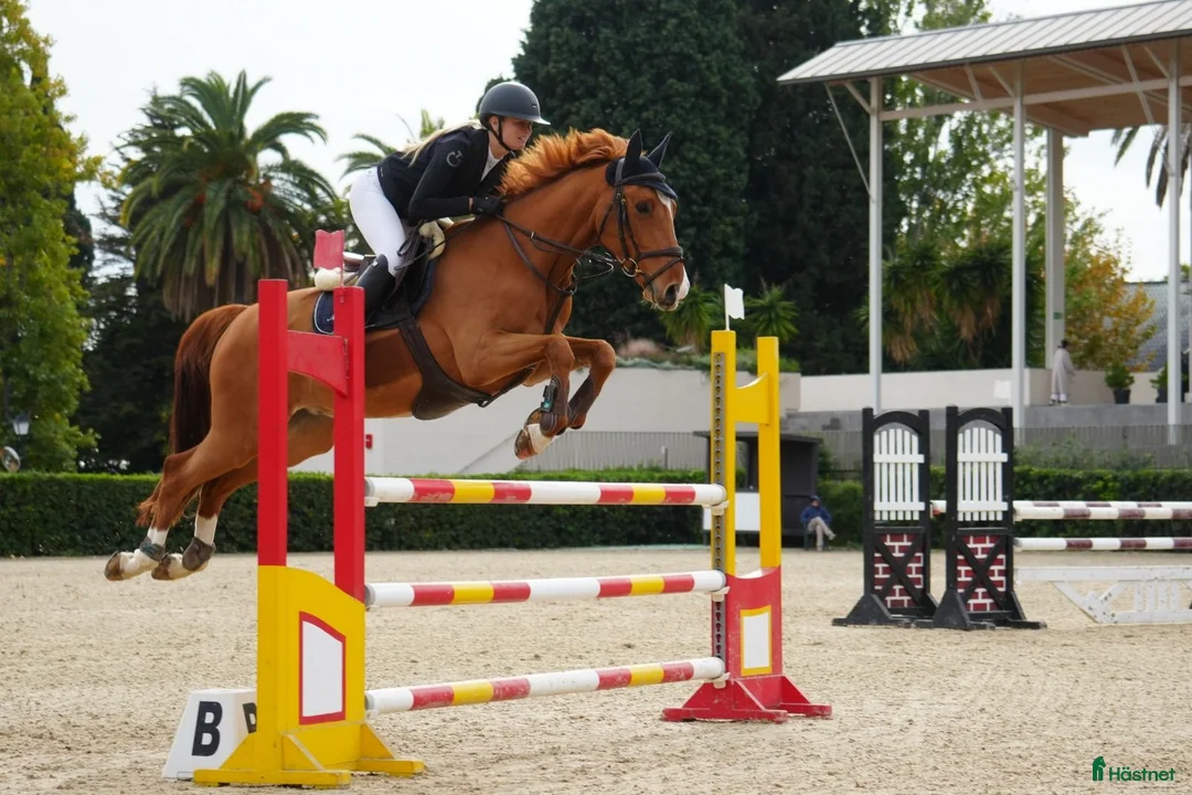 Hoppning hästar till salu: Söt liten hopphäst - Annons 2