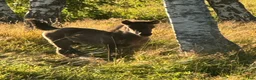 Island hästar till salu: Piggt och framåt hingstföl beräknad BLUP 107,5 - Annons 6
