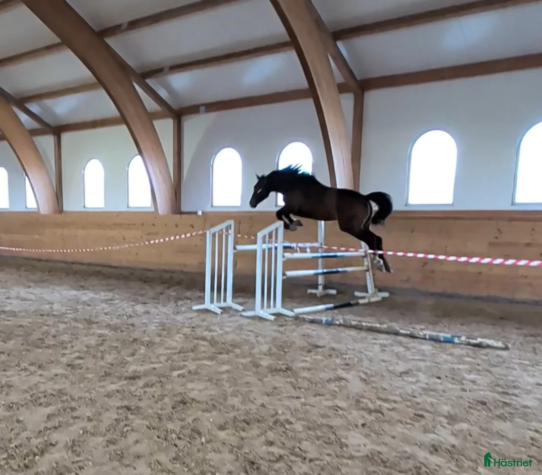 Hoppning hästar till salu: 3-åring med stor potential! - Annons 1