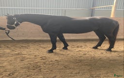 Dressyr hästar till salu: Snäll och talangfull kille efter Janeiro Platinum  i Knivsta - Bild 9