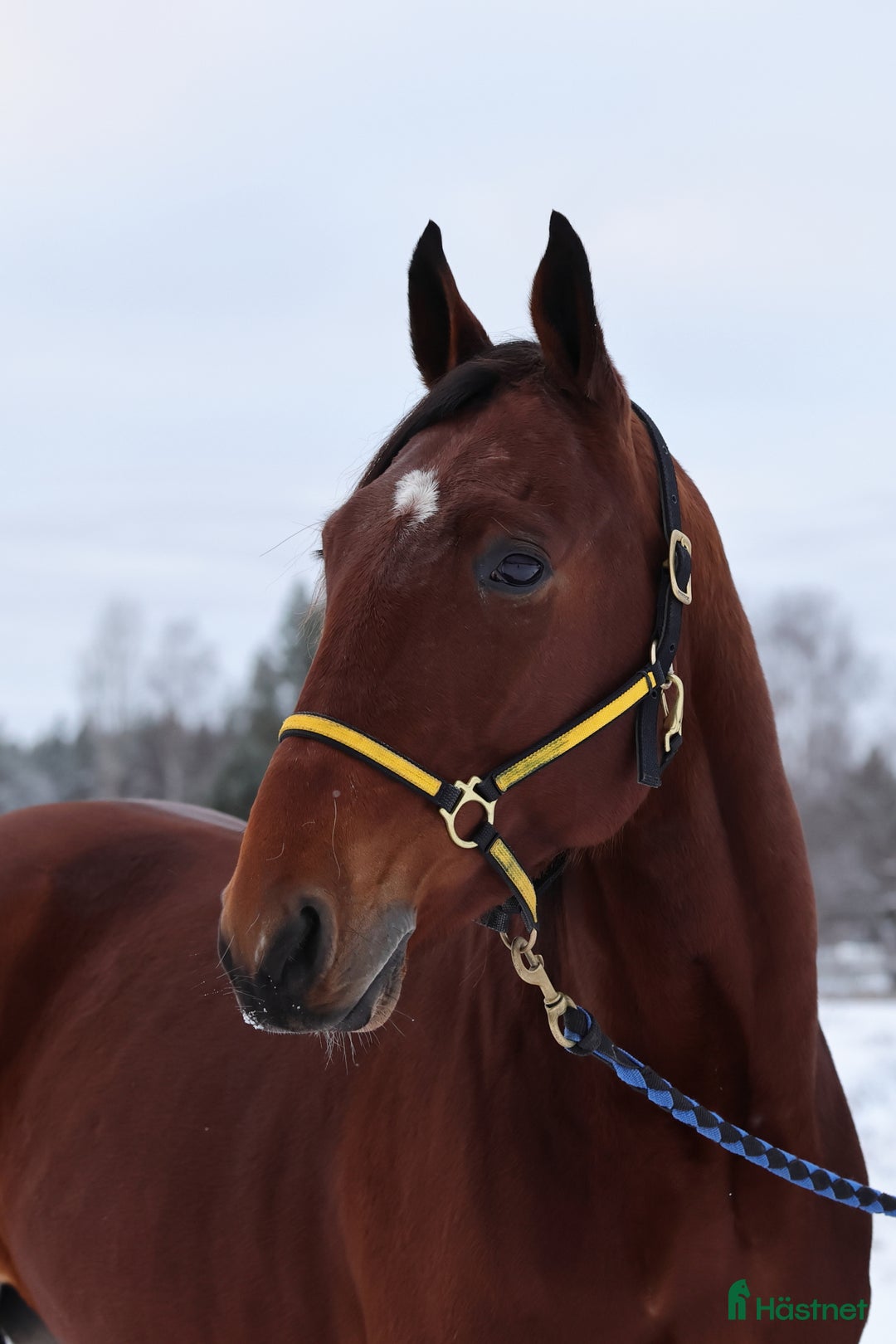 Trav hästar till salu: Starthäst i Piteå - Annons 5