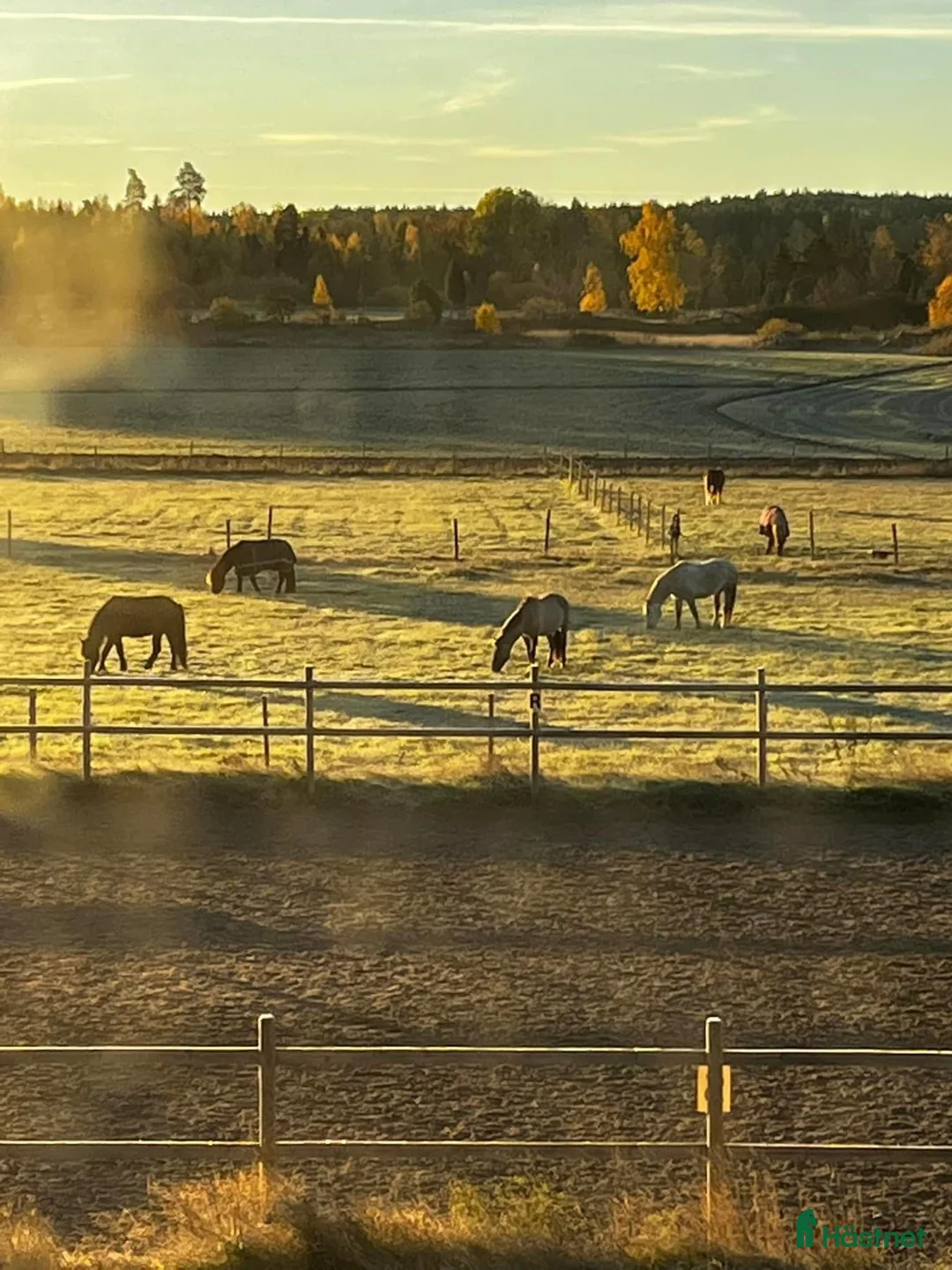  stallplats finnes: Boxplats och lösdrift  i Västerås - Annons 1