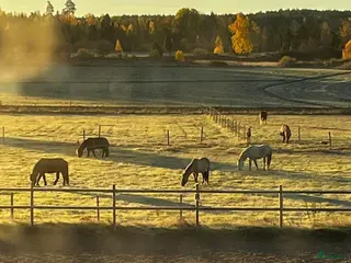 stallplats Boxplats och lösdrift i Västerås - Annons 9