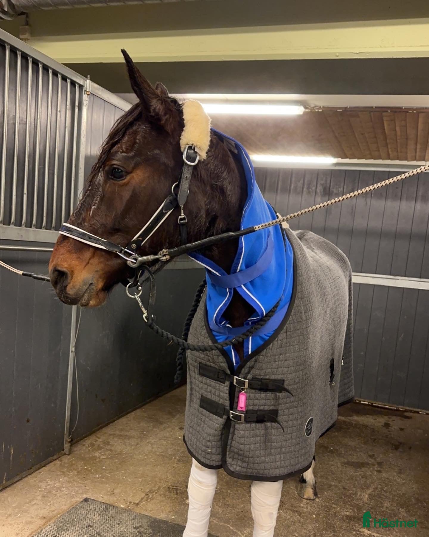 Trav hästar till salu: Trevligt sto med fin stam i Furuby - Annons 4