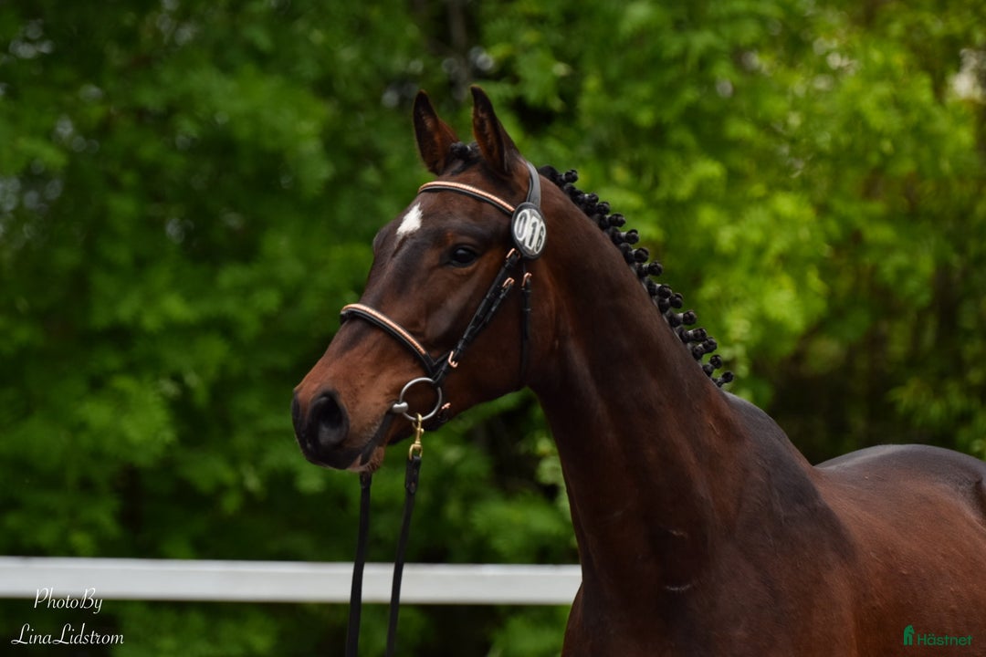 Hoppning hästar till salu: Iögonfallande 3-åring i Vännäs - Annons 1