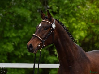 hästar Iögonfallande 3-åring i Vännäs - Annons 6