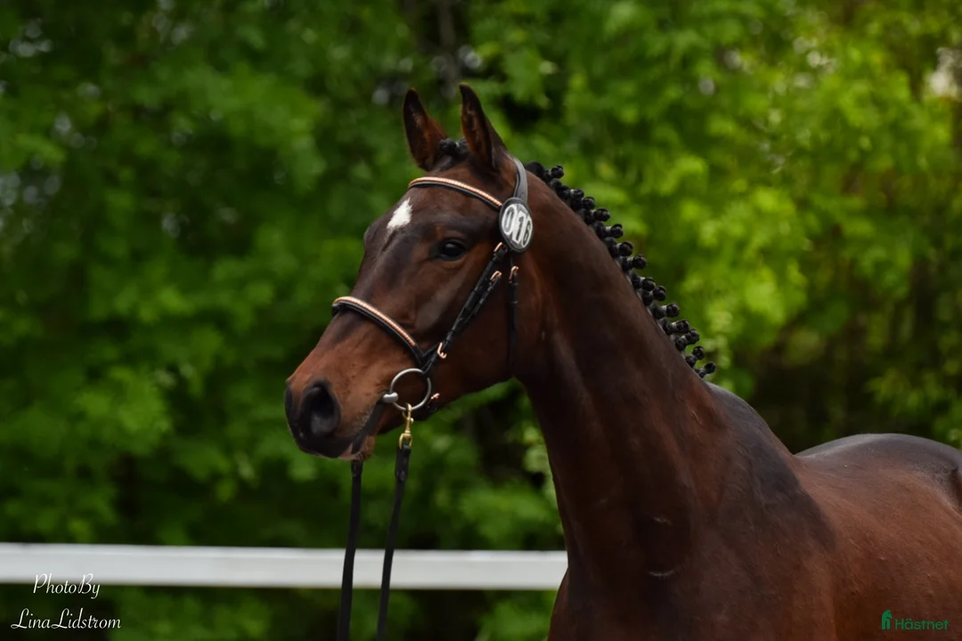 Hoppning hästar till salu: Iögonfallande 4-åring - Annons 1