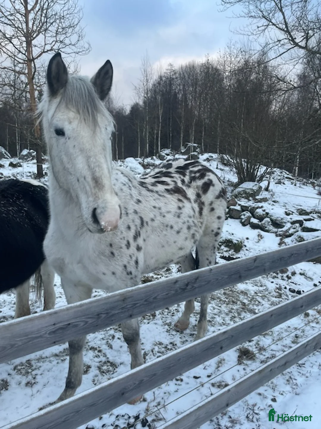 Hoppning hästar till salu: 2 åring efter Kannando hästak  - Annons 3