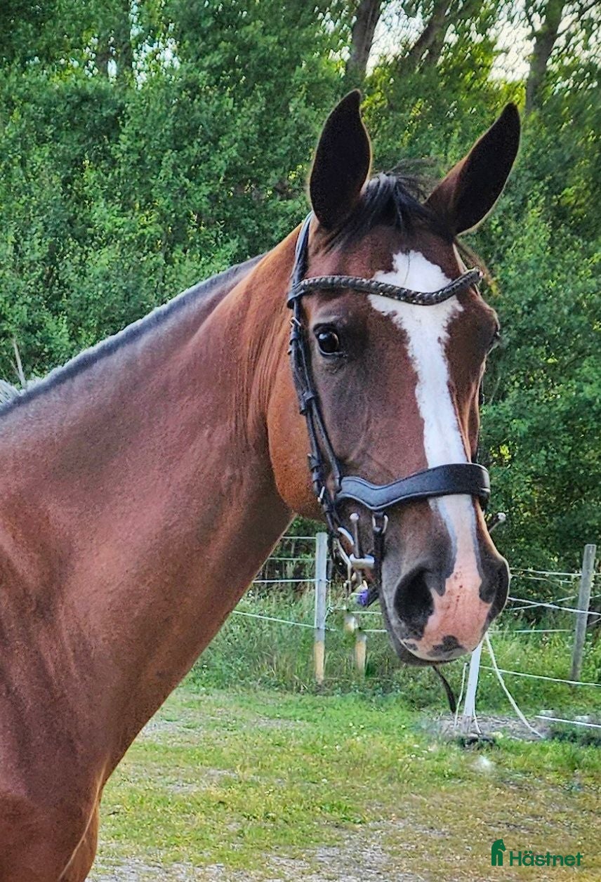  hästar 7 årigt Fölsto! - Annons 18
