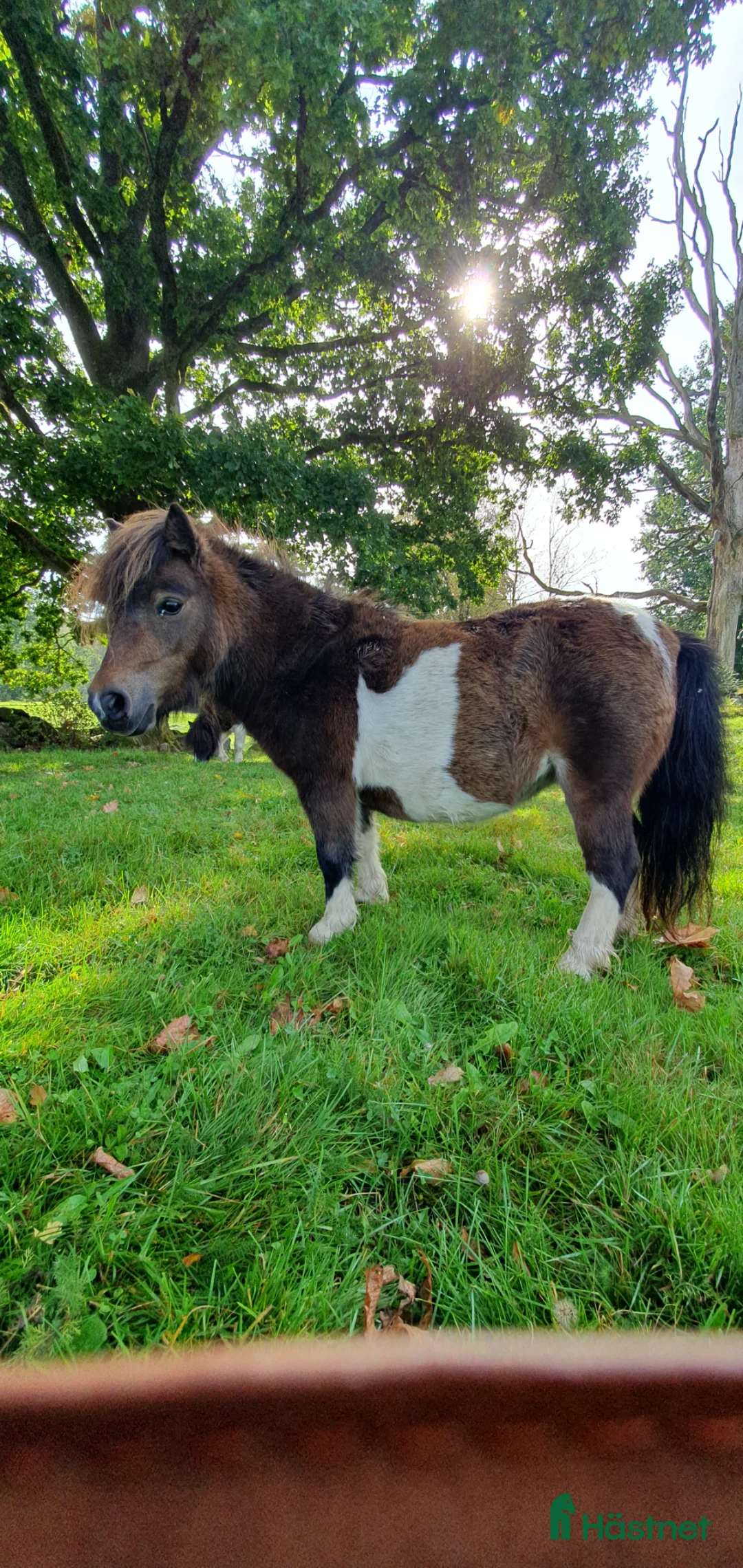 Sällskap hästar till salu: Mörkbrunskäck minishettis  i Visseltofta - Annons 1