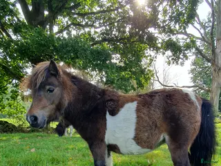 hästar Mörkbrunskäck minishettis - Annons 2