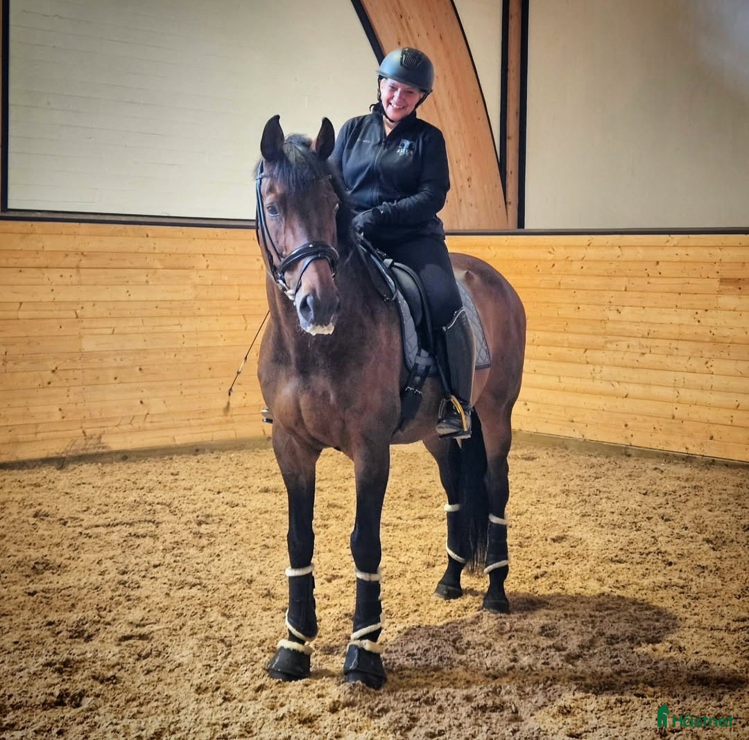  hästar Världens bästa Loui i Harbo - Annons 13