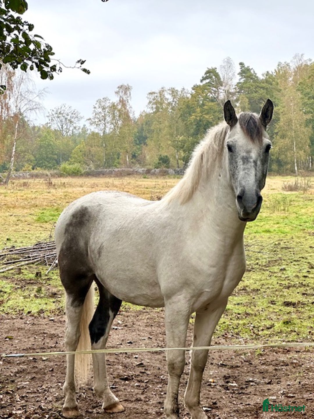 Allround hästar till salu: PRE / American curly i Fågelmara - Annons 3