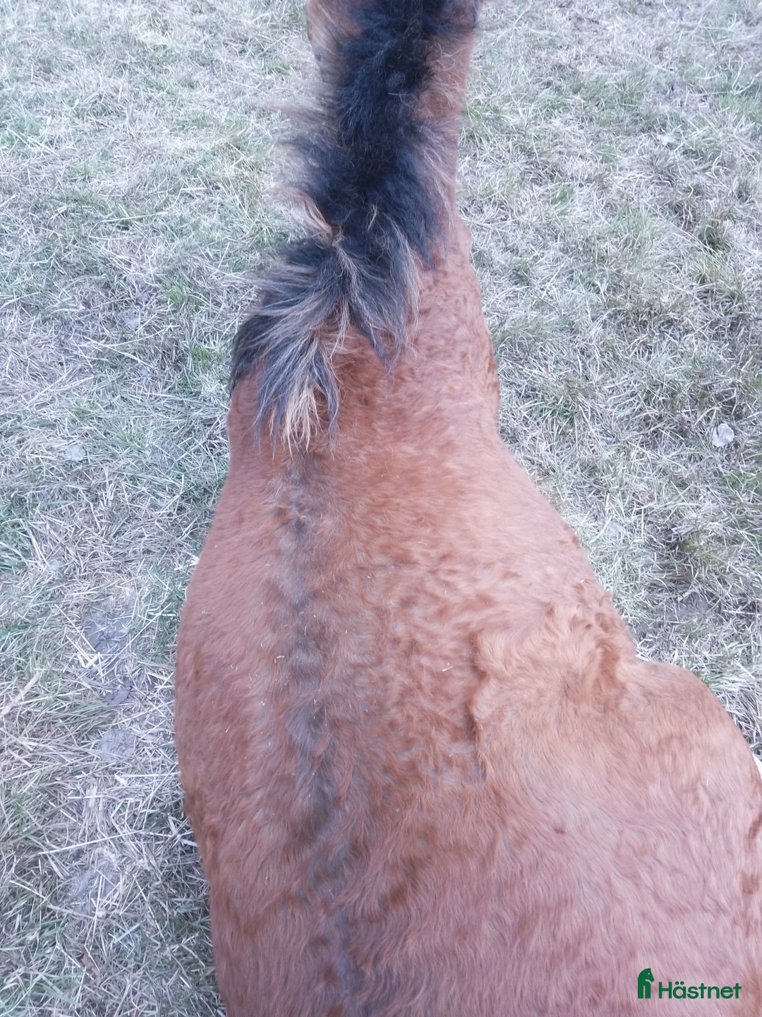 Allround hästar till salu: Am. curly-baskjir, valack - Annons 7