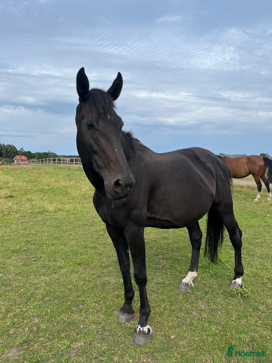 Avelshästar hästar till salu: Dräktigt avelssto i Gråbo - Annons 1