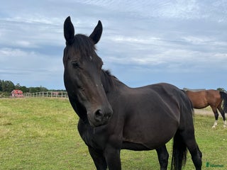 hästar Dräktigt avelssto i Gråbo - Annons 4