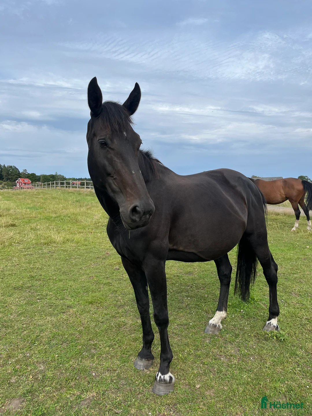 Avelshästar hästar till salu: Dräktigt avelssto i Gråbo - Annons 1