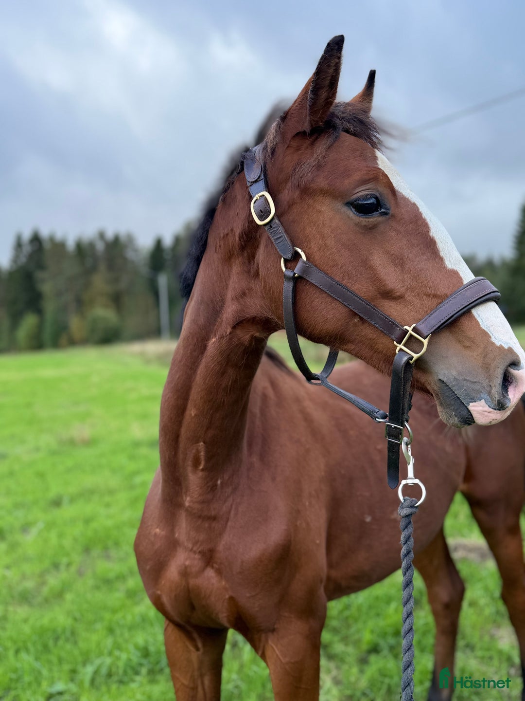 Dressyr hästar till salu: Årshingst efter Zafferano  i Robertsfors - Annons 2