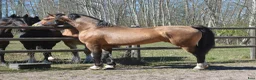 Allround hästar till salu: Magiskt vacker stor welsh cob  - Annons 6