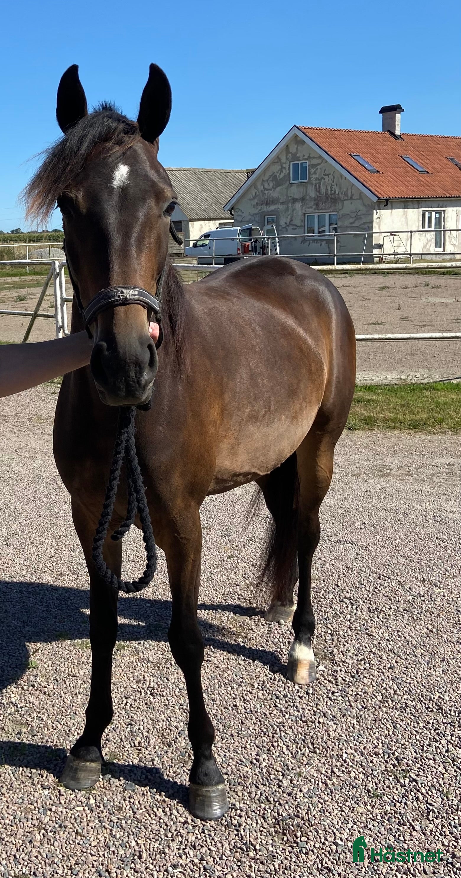  hästar Distans- eller familjehäst? i Klagstorp - Annons 13