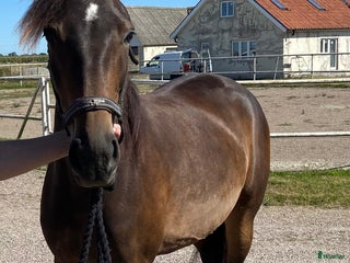 hästar Distans- eller familjehäst? i Klagstorp - Annons 13